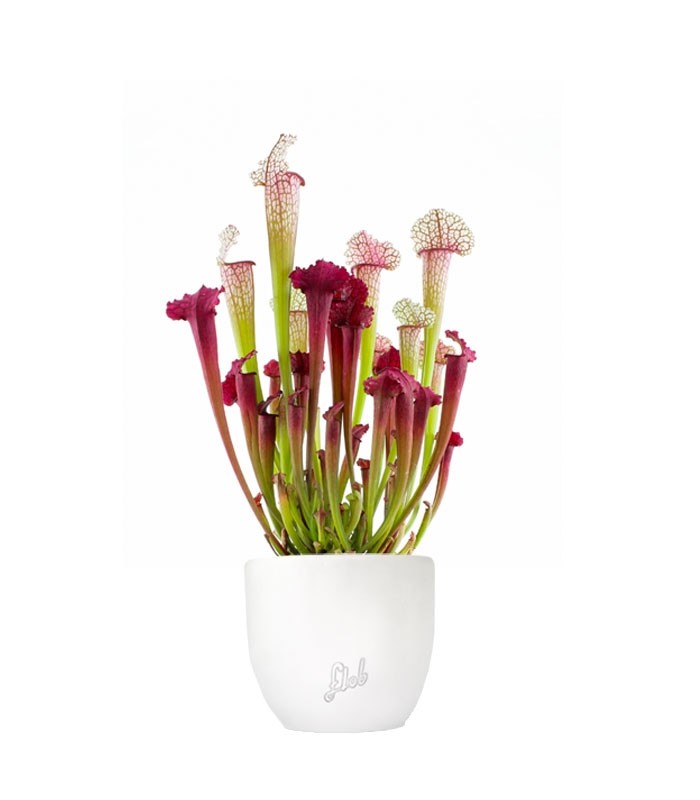 Sarracenia Juthatip