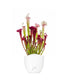 Sarracenia Juthatip