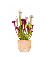 Sarracenia Juthatip