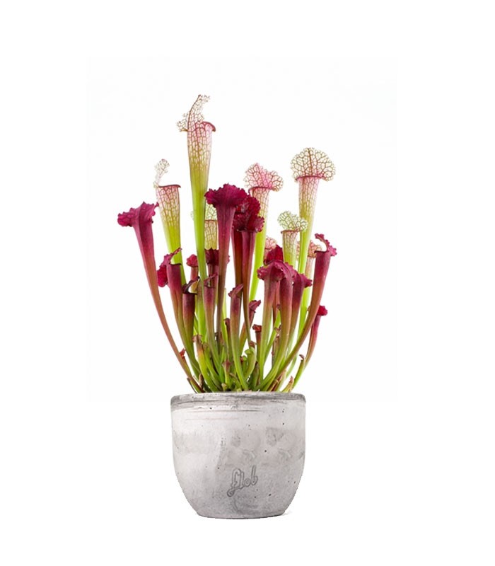 Sarracenia Juthatip