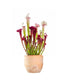 Sarracenia Juthatip