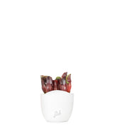 Sarracenia Maroon
