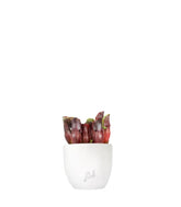 Sarracenia Maroon