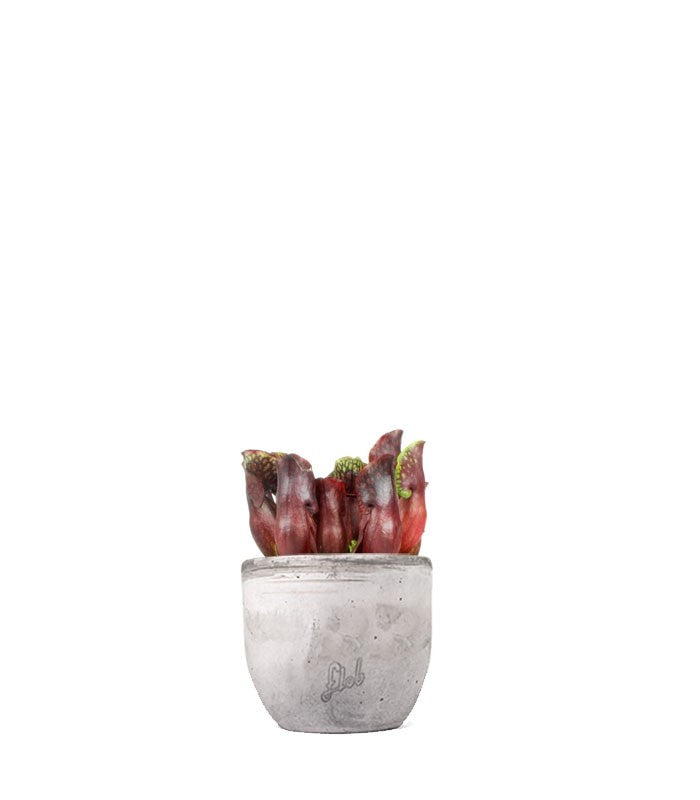 Sarracenia Maroon