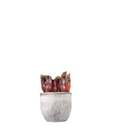 Sarracenia Maroon