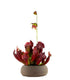 Sarracenia Maroon XL
