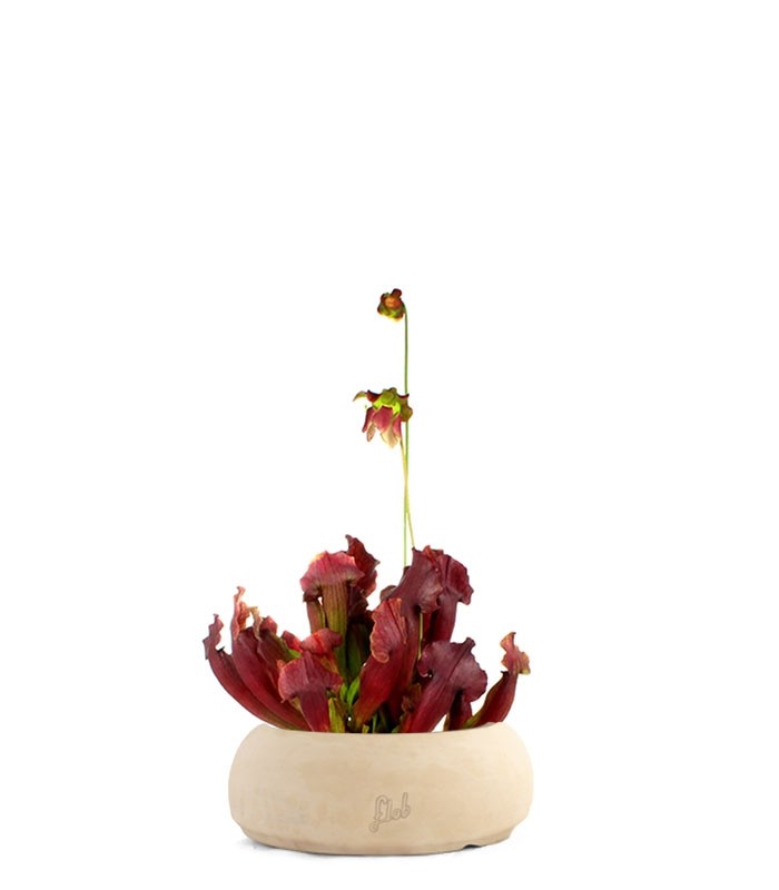 Sarracenia Maroon XL