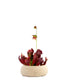 Sarracenia Maroon XL