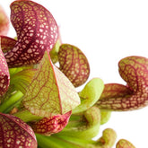 Sarracenia Psittacina
