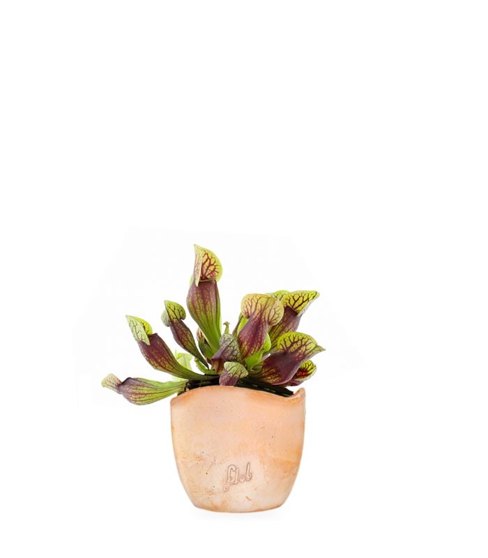 Sarracenia Purpurea Hybride