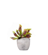 Sarracenia Purpurea Hybride