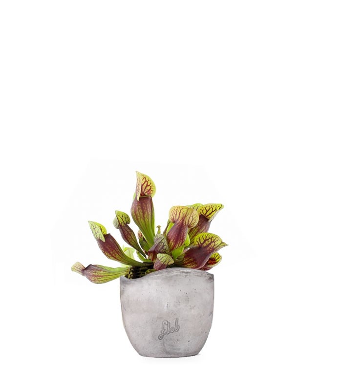 Sarracenia Purpurea Hybride