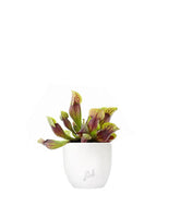 Sarracenia Purpurea Hybride