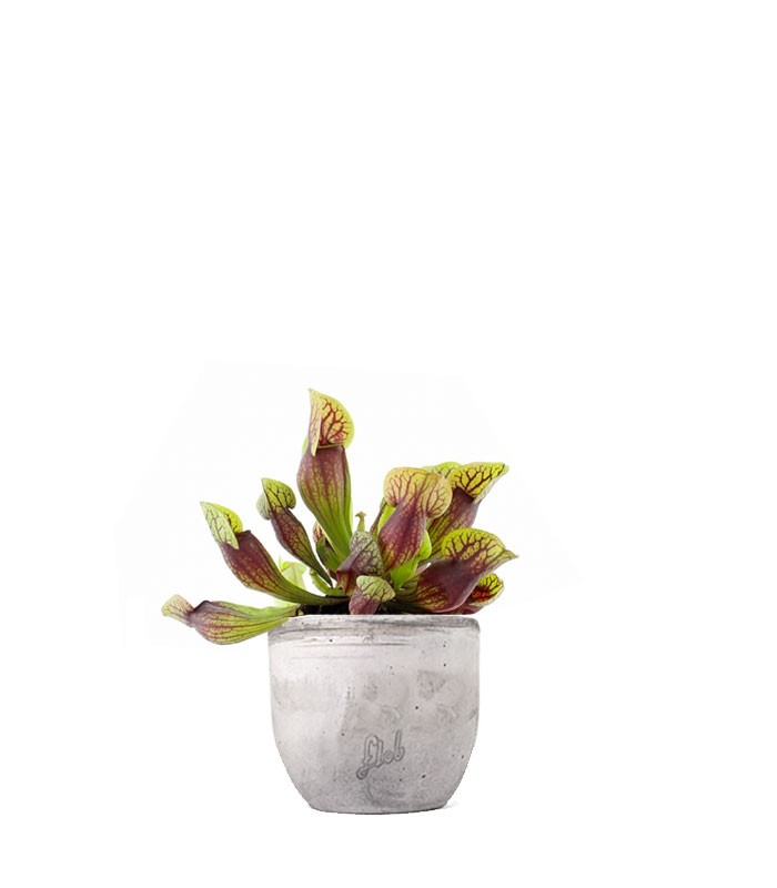 Sarracenia Purpurea Hybride