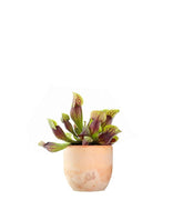 Sarracenia Purpurea Hybride