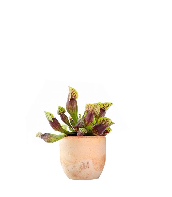 Sarracenia Purpurea Hybride