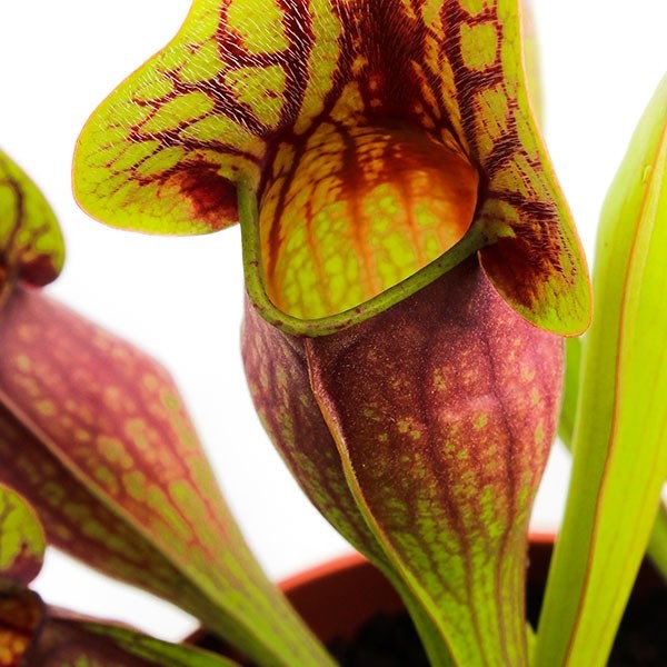 Sarracenia Purpurea Hybride