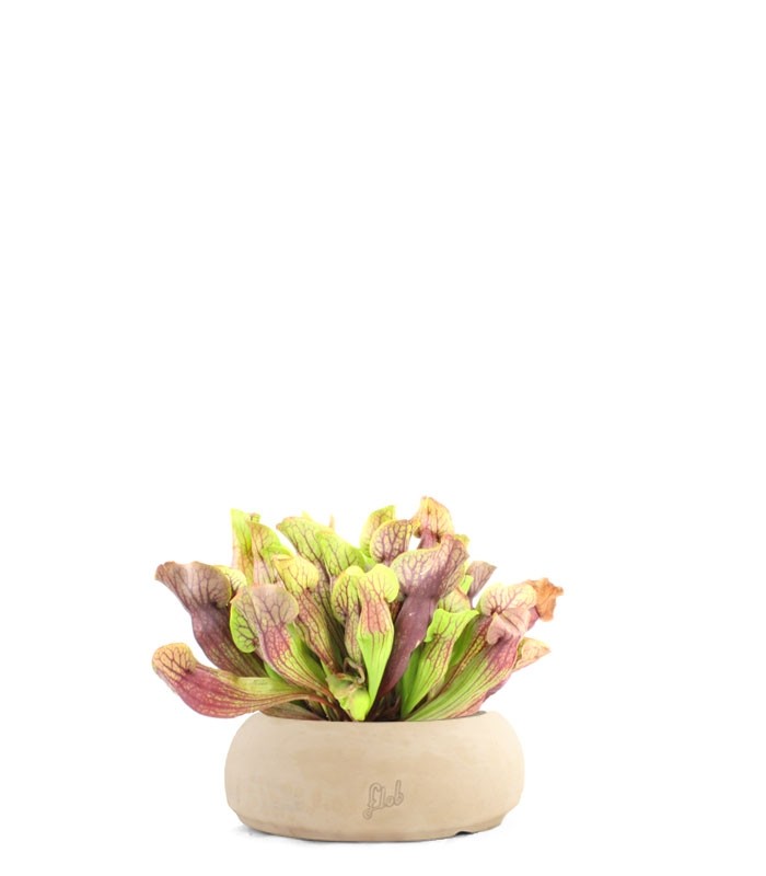 Sarracenia Purpurea Hybride XL