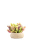 Sarracenia Purpurea Hybride XL