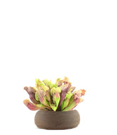Sarracenia Purpurea Hybride XL