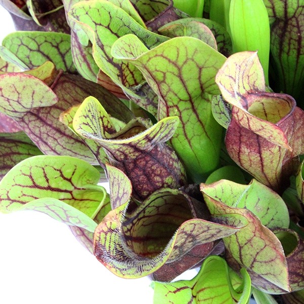 Sarracenia Purpurea Hybride XL