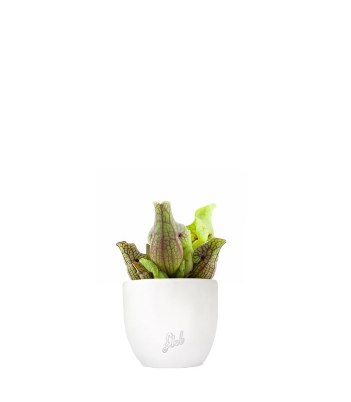 Sarracenia Purpurea Venosa