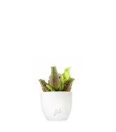 Sarracenia Purpurea Venosa