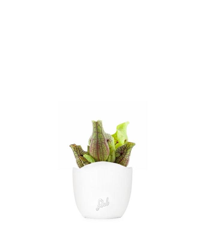 Sarracenia Purpurea Venosa