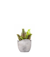 Sarracenia Purpurea Venosa