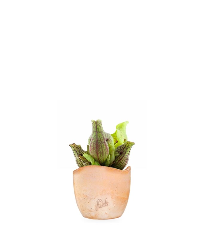 Sarracenia Purpurea Venosa
