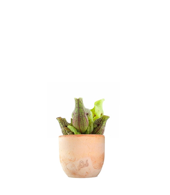 Sarracenia Purpurea Venosa