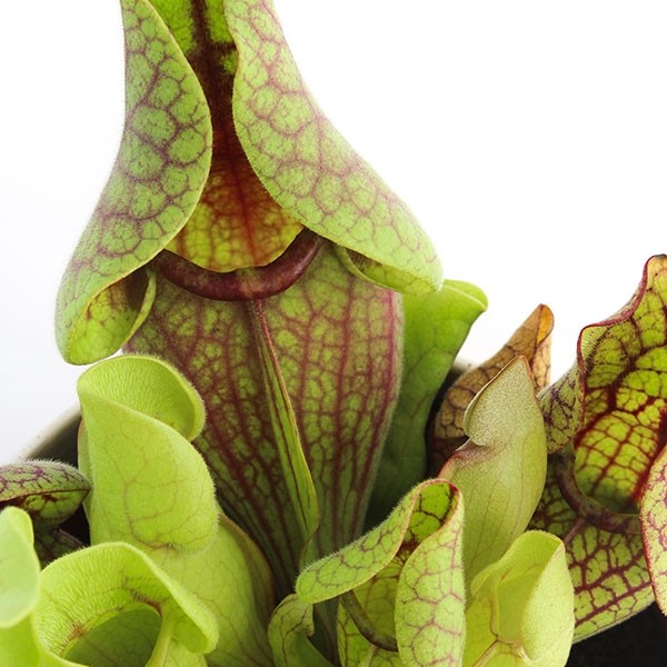 Sarracenia Purpurea Venosa