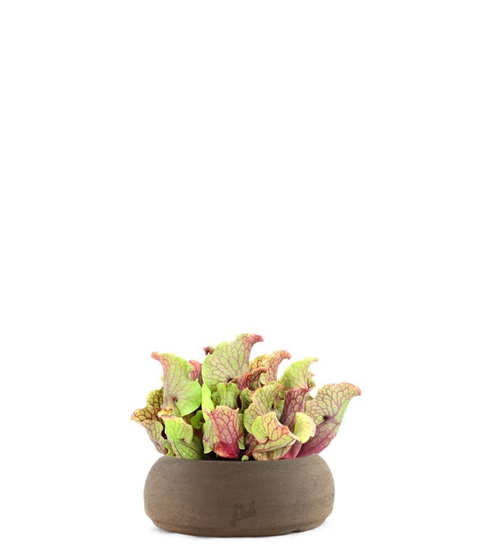 Sarracenia Purpurea Venosa XL