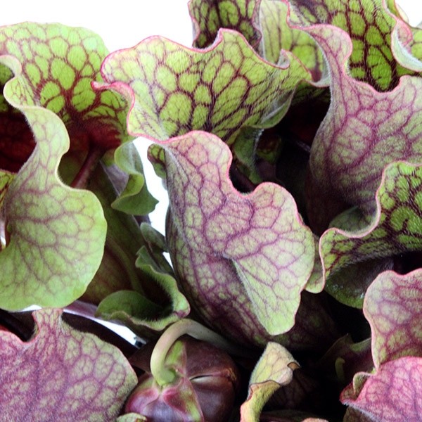 Sarracenia Purpurea Venosa XL