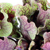 Sarracenia Purpurea Venosa XL
