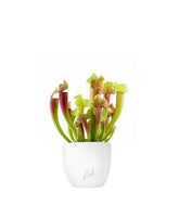 Sarracenia Smoorii