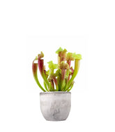 Sarracenia Smoorii