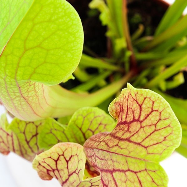 Sarracenia Smoorii