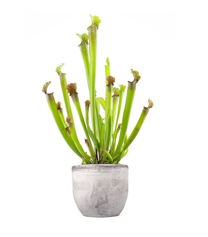 Sarracenia Stevensii