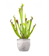 Sarracenia Stevensii