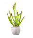 Sarracenia Stevensii