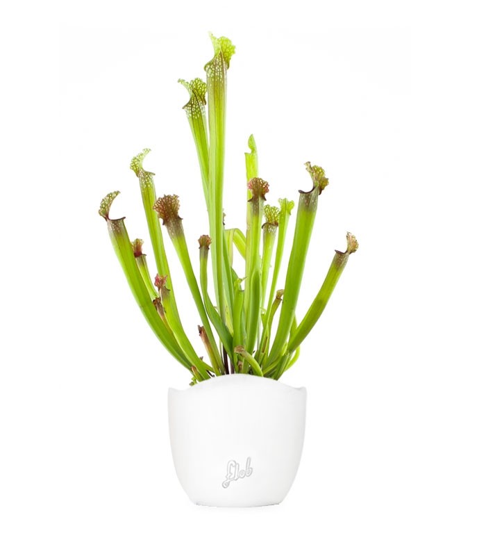 Sarracenia Stevensii
