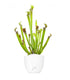 Sarracenia Stevensii