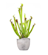 Sarracenia Stevensii