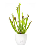 Sarracenia Stevensii