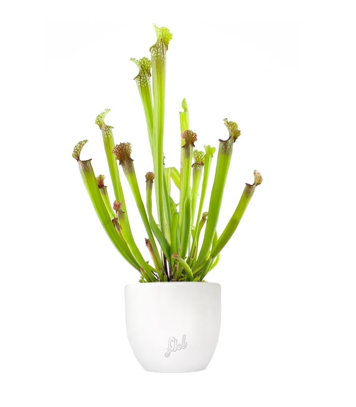 Sarracenia Stevensii