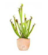 Sarracenia Stevensii