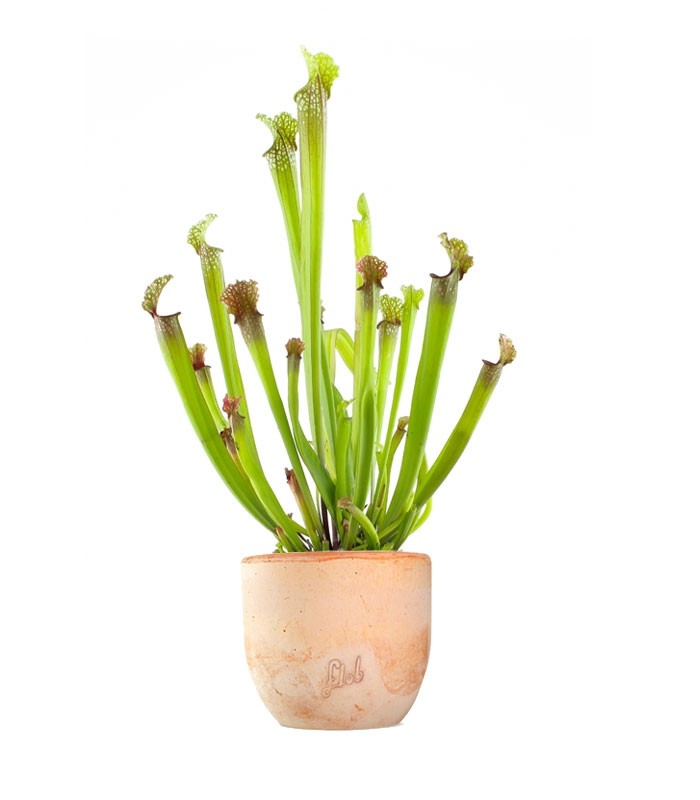 Sarracenia Stevensii