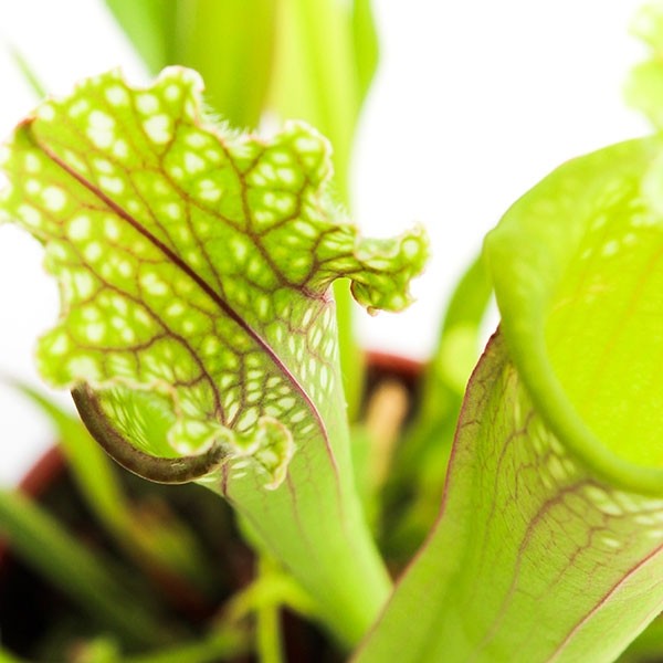 Sarracenia Stevensii