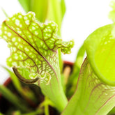 Sarracenia Stevensii